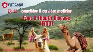 🎥 EP 32 — Foot & Mouth Disease in Camelidae & Cervidae (Pets + Exotics)
