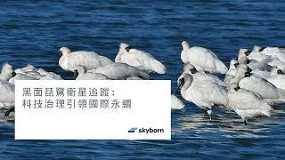 黑面琵鷺衛星追蹤：科技治理引領國際永續