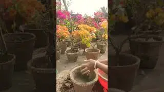root pruning and repotting of allamanda flower plant#ytshorts#rooftopgarden
