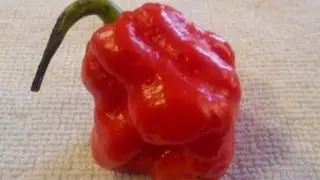 The 