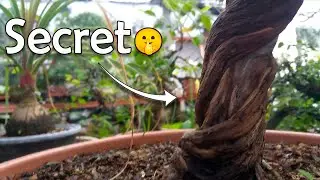Proyecto de bonsai SECRETO - Adivinas la especie por el tronco?