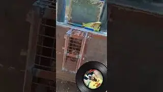rice mill steam boiler rice turmeric boiler fancy boiler mini rice mil dryer tvk vijay thalapathy