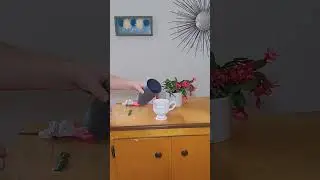 How to propagate a Easter cactus #diy #shorts #tutorial #diylife