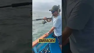 🔥 Barracuda Fishing Action in #malvan #shorts