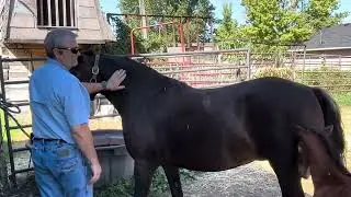 Tips for first time haltering a baby horse #horses #horse #foal 
