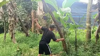 Ngala cau ka kebon 