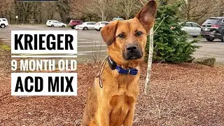 Krieger ACD GSD Mix Best Trained Dogs of OR | Best Trained Dogs of OR | Portland Offleash K9