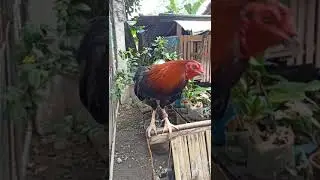 5 X Winner peruvian cross red claret