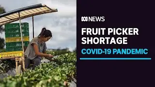 Strawberry prices could rise as farmers reduce crops amid COVID-19 labour shortage | ABC News