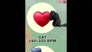 Animal Heartbeat Comparison