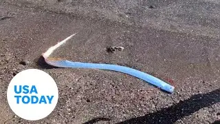 Rare 'doomsday' oarfish swims up to beachgoers in shallow water | USA TODAY