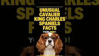 101 FAKT&Oacute;W O CAVALIER KING CHARLES SPANIEL ✅ Ciekawe informacje o rasie ps&oacute;w! Najlepsze wskaz&oacute;wki...