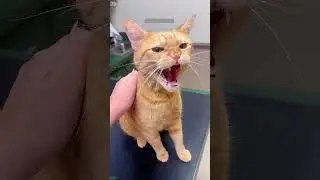 Funny Pets 🐕 #viral 😼 # Ep 2190