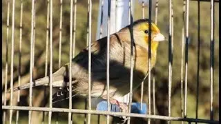 هجين طائر الحسون بعمر 9 سنوات !