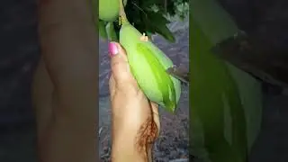 mangocutting | mango cutting skills #viral #shortvideo #youtubeshorts
