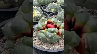 Искусство ИИ Astrophytum asterias Kikko alien｜#кактус #суккуленты｜SprezeLand