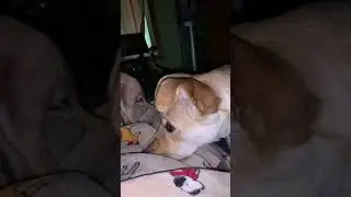 Part 2: Why Can't We Be Friends??? [Small Dog Attitude]