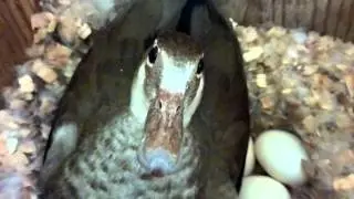 神戸花鳥園　クビワコガモの母