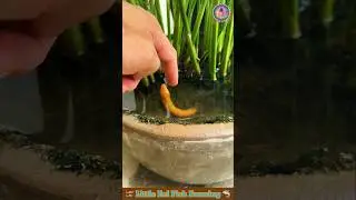 Little Eel Fish Farming 🦈 Fish Video 🐠 Fish Farming Video 🎏 #eel #fishing #fish #shorts