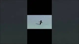 This Penguin Walked Alone70km Toward the Mountains |Real Story That Will Shock You 🐧 #emperorpenguin
