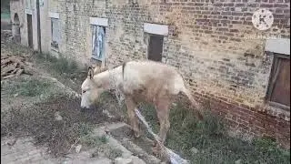 Moments with me ہمارا خوبصورت گاؤں ڈھولن ضلع قصور 