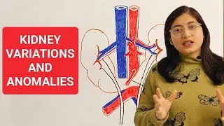 Developmental Anomalies of Kidneys easy explanation in hindi | horseshoe kidney | nephroptosis 