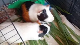 Dia a dia dos porquinhos da índia da Nalva  está ao vivo!