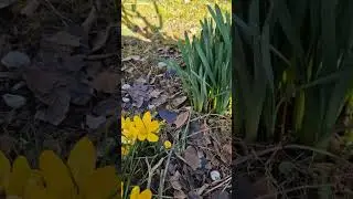 CROCUS JAUNE 🌼🌿🌼🌿🌼🌿🌼🌿🌼🌿🌼🌿🌼🌿🌼🌿🌼🌿🌼🌿