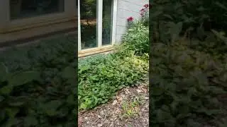 My one year garden.