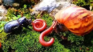 Millipede, Snail & Rhino Beetle Coexistence ! Rare Wildlife Footage #insectEncounter #Millipede 