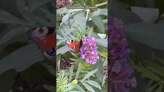 Краски осени #осень #бабочка #autumn #fall #butterfly #природа #nature #счастливаяулитка