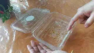 #seed generation || special tips for seed generation || meera hobbies