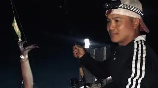 C&acirc;u mực ở Boston ( catching squid in Boston)