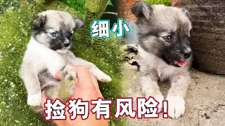 捡狗有风险，这小家伙中招了，还好没事！｜天下一场梦