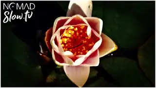 Blooming Water Lilies Time Lapse - Crystal Creek - 01 - Pools of Light