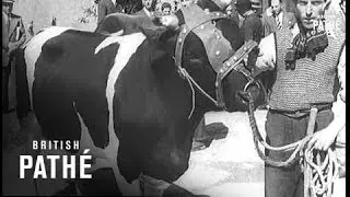 Active Markets Aka Bull Market In Milan (1939)