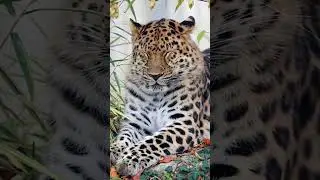 #shorts #viral #trending #latest #leopard #wildlife #dream #Dream Hunt #billionaire #mass #support