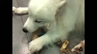 ORIGIN STORY: Handmade Coffee Wood Dog Chew as Safe Sustainable Dog Toys (Eco-Friendly Pet Products)