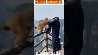 Monkeys Attack: Shocking Encounters Caught on Camera #monkey #animals #shorts