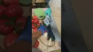 УРОЖАЙНОСТЬ томата TMG 17608