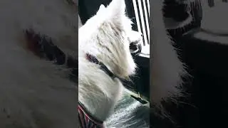 true lines #doglover #indianspitz #pomeraniandog #youtubeshorts