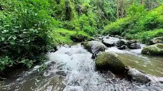 Restore your balance with soothing river sounds near a tranquil forest path to calm your busy mind