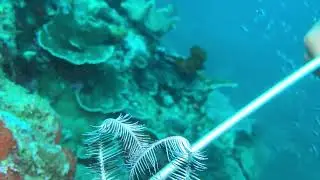 Disguising itself as a crinoid #scubadiving #travel #underwater #ocean #scuba #reeflife #divng