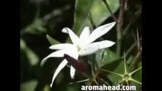 Aromatherapy Essential Oils: Ylang Ylang and Jasmine at the Aromahead Institute
