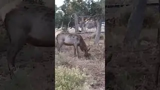 Moose, Elk, Deer! Oh My, animals at the Grand Canyon #grandcanyon #arizona