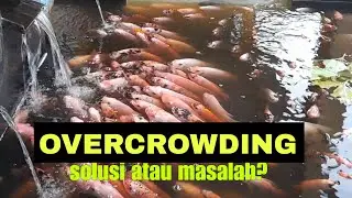 OVERCROWDING: IMPACT AND SOLUTIONS THAT CAN BE IMPLEMENTED IN TILE FISH CULTIVATION @vilafish