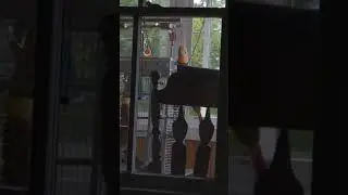 Angry Conure Screams Out Window