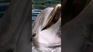 Did you know that a dolphin has the same IQ as a 5-year-old human?