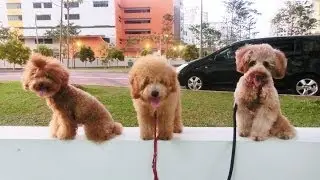 Amber Toy Poodle  - Amber Brownie Cappi - Sunday Fun