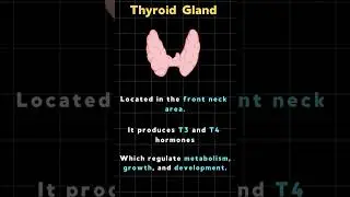 #knowledgefacts endocrine system